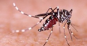 Fumigation neurotoxin may be cause of Cuban 'sonic attacks' Mosquito