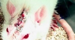 Animal research ethics is being 'neglected' in student training AnimalResearch