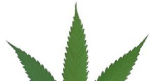 Cannabis for medicinal use, SA draft guidelines published for comment Cannabis