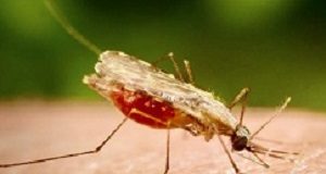Evidence of durable protection from attenuated malaria virus vaccine MalariaFocus
