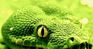 Broad-spectrum snake venom antidote developed SnakeFocus