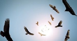 ‘Parasitical’ legal vultures face curbs over medical negligence Flock of circling turkey vultures with looming clouds and bright sun