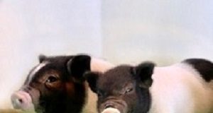 Gene-edited piglets opening door to animal organ transplants PiggyOrgans