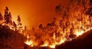 Forest and crop fires destroy DNA in lungs cells Fire