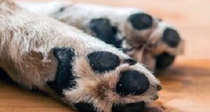 If you want a heart, get a dog HeartsDogs