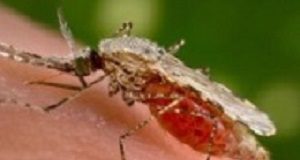 Preventing malaria infections the old-fashioned way Malaria