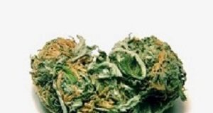 Marijuana use increases libido and doesn't impair performance MarijuanaLibido