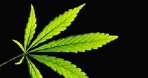 Judgment legalising dagga creates a minefield in the workplace Dagga