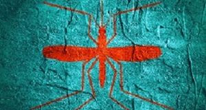 Newest, untreatable malaria strain alarms experts Virus diseases transmitter. Mosquito silhouette. Concrete textured surface