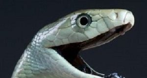 Big strides made in push for affordable, effective anti-venom Snake
