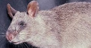 Rats detect TB in children better than basic microscopy test Rats