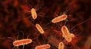 Blood type link to severity of E. coli infections ecoli