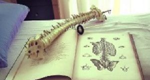 In defence of chiropractic: DUT, Casa and Prof Noakes Spine