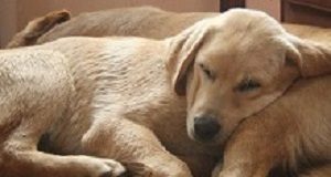 Health Dept: Vets ‘lack knowledge on dispensing medicine' Vets