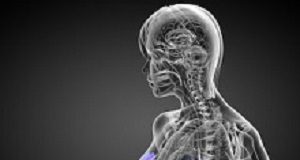 Mammogram screening study supports the exclusion of low-risk women Mammogram