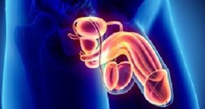 Surprise HIV finding in SA circumcision study Reproductive system male - 3d illustration medical concept.