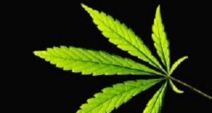 Trial shows cannabis extract helps reset brain function in psychosis Cannabis