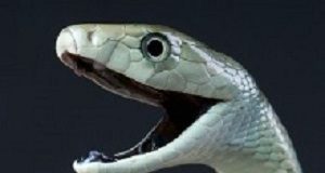 Advisory support lifeline for SA snakebite victims mamba