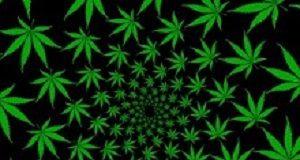 Abstention from cannabis improves memory in regular users Cannabis