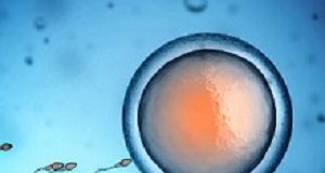 Egg providers changing the way SA thinks about assisted reproduction Egg