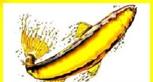 Mixed results from trials on cardiovascular benefits of fish oil Fish