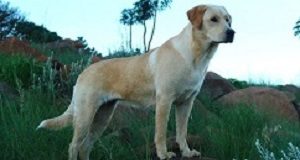 Not to be sniffed at: Dogs diagnose malaria to better-than WHO standards Minki