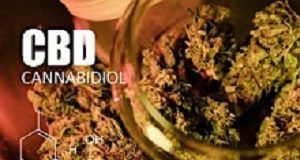 Promising results from treating childhood epilepsy with cannabinoids Buds of cannabis marijuana with the image of the formula CBD cannabidiol