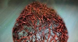 Perfect human blood vessels grown in a petri dish Organoid