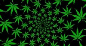 Is marijuana as safe as we think? Cannabis