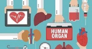 Medical journals slated for ethics failure on Chinese organ donor articles Organ