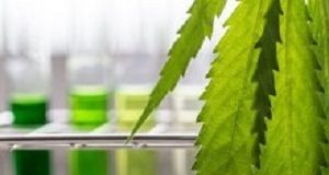 Interim advice on prescribing of cannabis-based products and cannabinoids Cannabis