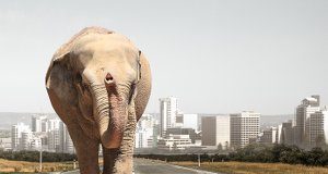 SA wild animals most dangerous to people — ER data Africa