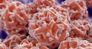 US crackdown on foetal tissue use shuts some research Stem