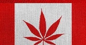 Lessons for South Africa from Canada’s cannabis legalisation Cannabis