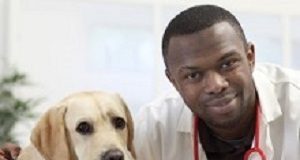 Veterinarians have up to 3.5 higher risk of suicide — US study Veterinarian