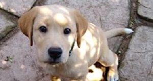 Pets, especially dogs, linked with better cardiovascular health Meyer