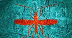 African resistance to genetically modified mosquitoes Malaria
