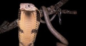 Scepticism greets China study that links snakes to coronavirus outbreak Snake
