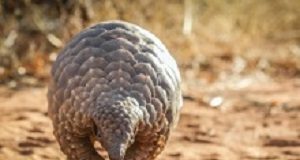 Chinese research that coronavirus passed from pangolins questioned Pangolin