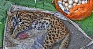 Minimising the effect of China's wet markets stems from a Western failing Tiger