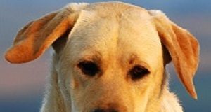 UK's 6-week programme to train dogs to detect COVID-19 Whisky