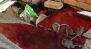 Coronavirus chaos: BBC goes inside SA's 'hospitals of horrors’