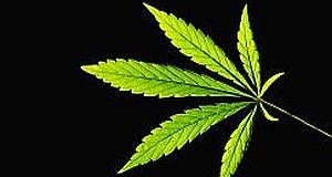 Cannabis legalisation a 'significant concern' – American Heart Association