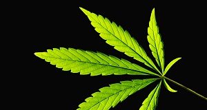 Study shows cannabis use leads to less alcohol. Are we just swapping vices?