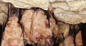 Coronaviruses closely related to SARS-CoV-2 discovered outside China