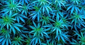 Parliament should reconsider 'woefully lacking' Cannabis for Private Purposes Bill