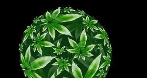 United Nations – and United States – reclassify cannabis as less risky narcotic