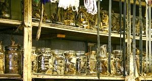 The challenge of trialling Africa's traditional medicines