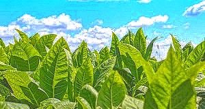 The WHO and tobacco policy – A seven-point reform agenda