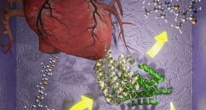 Glowing probe to test for cardiovascular disease